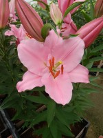 [5342 Monsano VH No01.JPG]